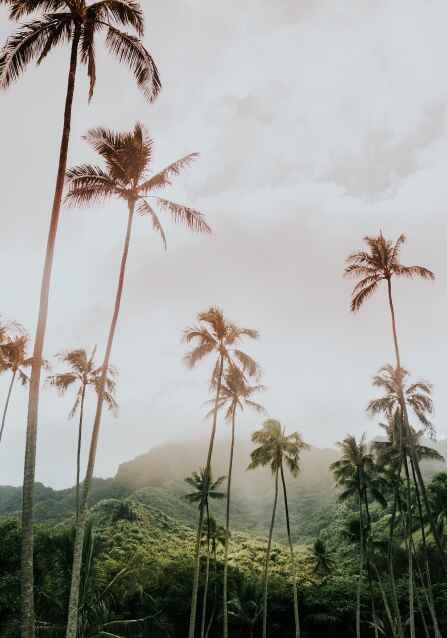 Hawaiian Folklore